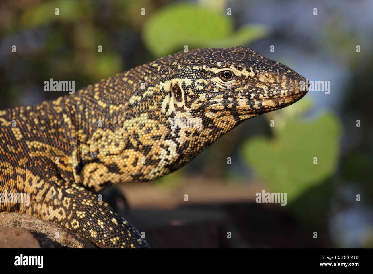 Nilwaran / surveillance du Nil / Varanus niloticus Banque D'Images