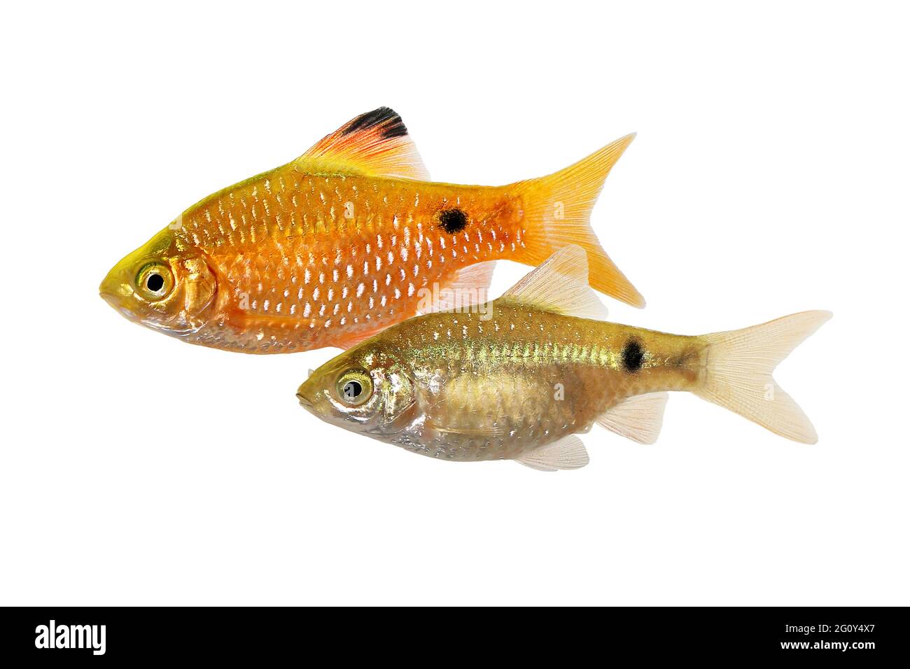 Poisson d'aquarium tropical d'eau douce de Pethia conchonius mâle Banque D'Images