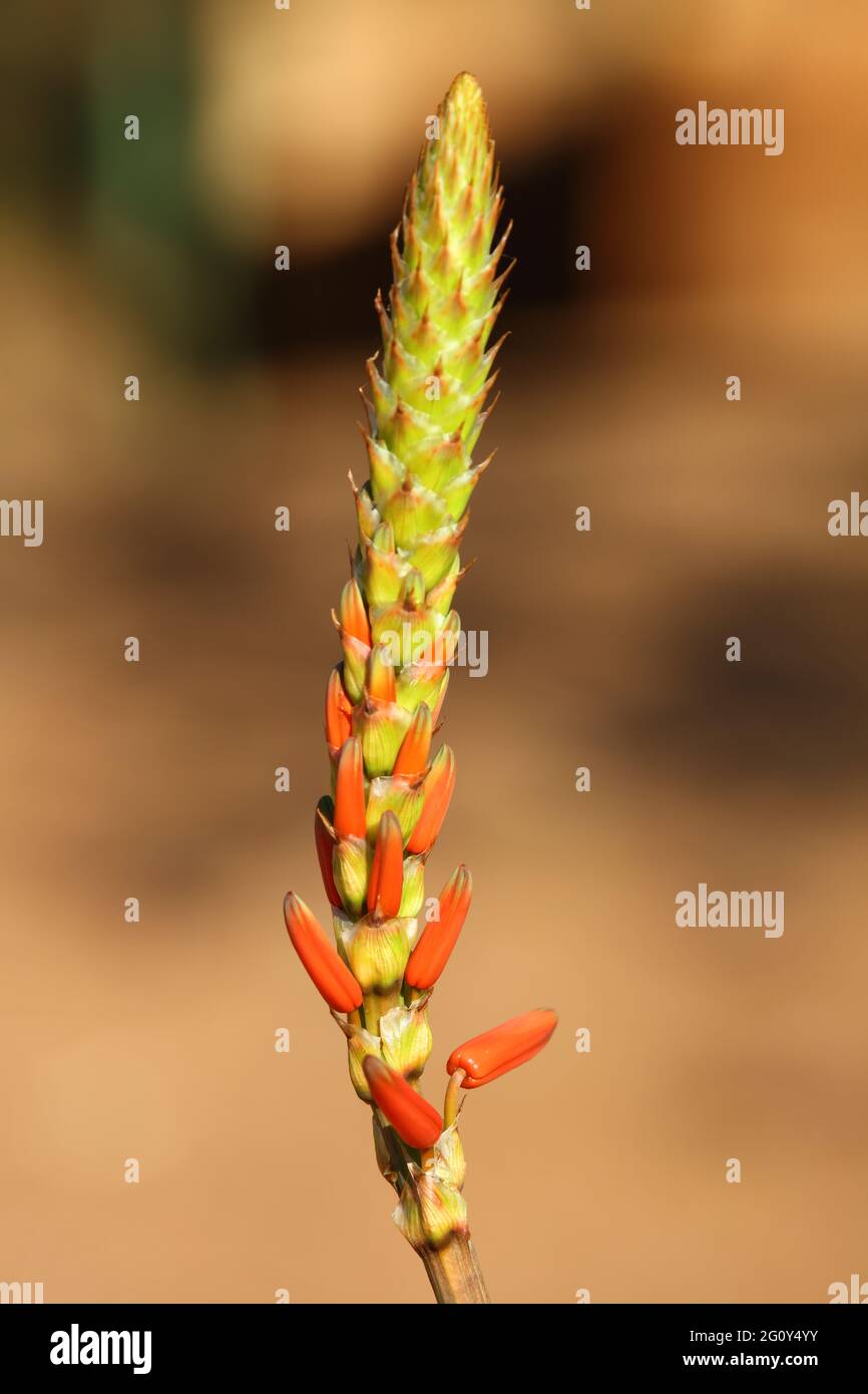 Aloès / Aloe vera / Aloe vera Banque D'Images