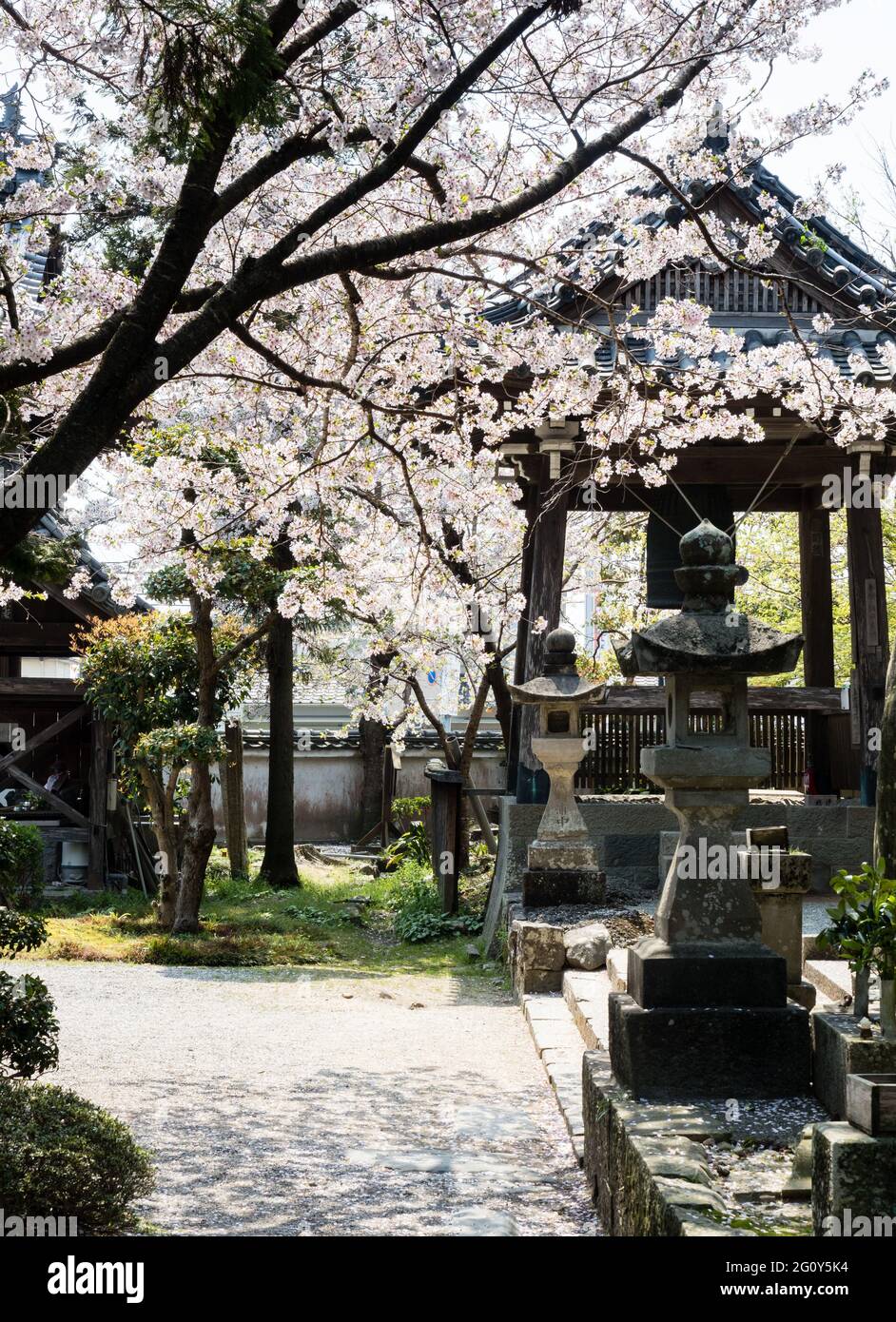 Cerisiers en fleurs à Ryozenji, temple numéro 1 du pèlerinage de Shikoku Banque D'Images