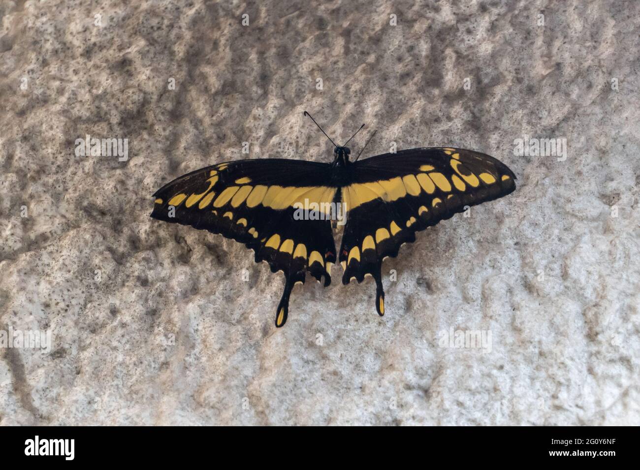Papillon à queue jaune de lime (Papilio demolus) ou à queue jaune de lime, à damier ou au citron près du mur Banque D'Images