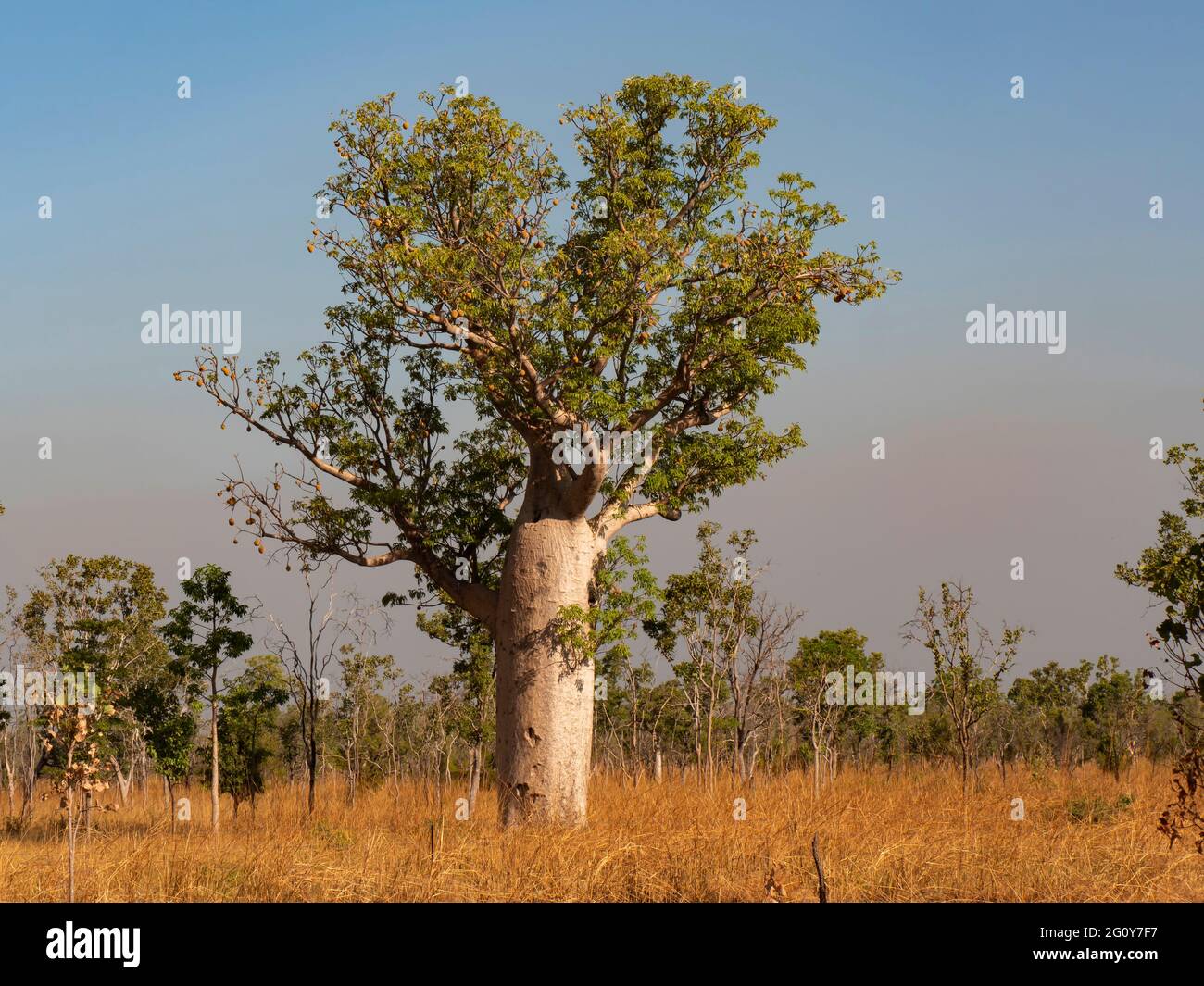 Boab Tree, Adansonia gregorii, dans la région de Kimberly en Australie occidentale. Banque D'Images