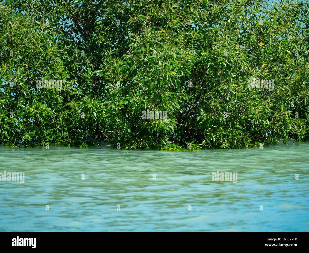 Mangrove entourée d'eau bleue sur la côte occidentale de Kimberly Banque D'Images