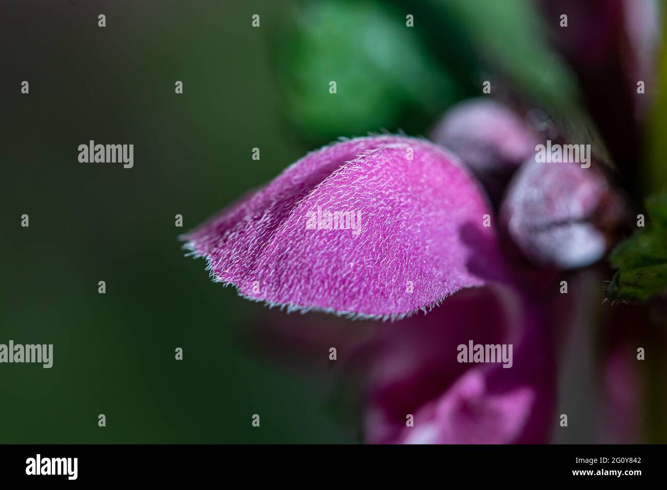 Fleur rouge d'ortie morte dans la forêt, macro Banque D'Images