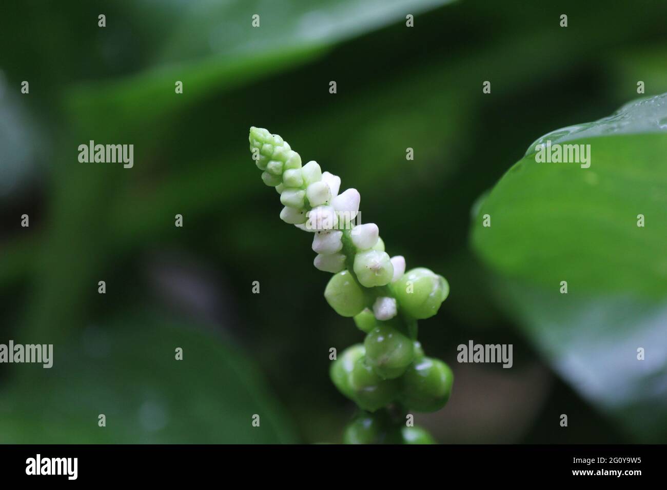 les graines d'épinards, les fleurs et les fruits de malabar. La plante d'épinards de MALABAR est un vrai épinards, mais son feuillage ressemble en effet à ce légume vert-feuilles. Al Banque D'Images