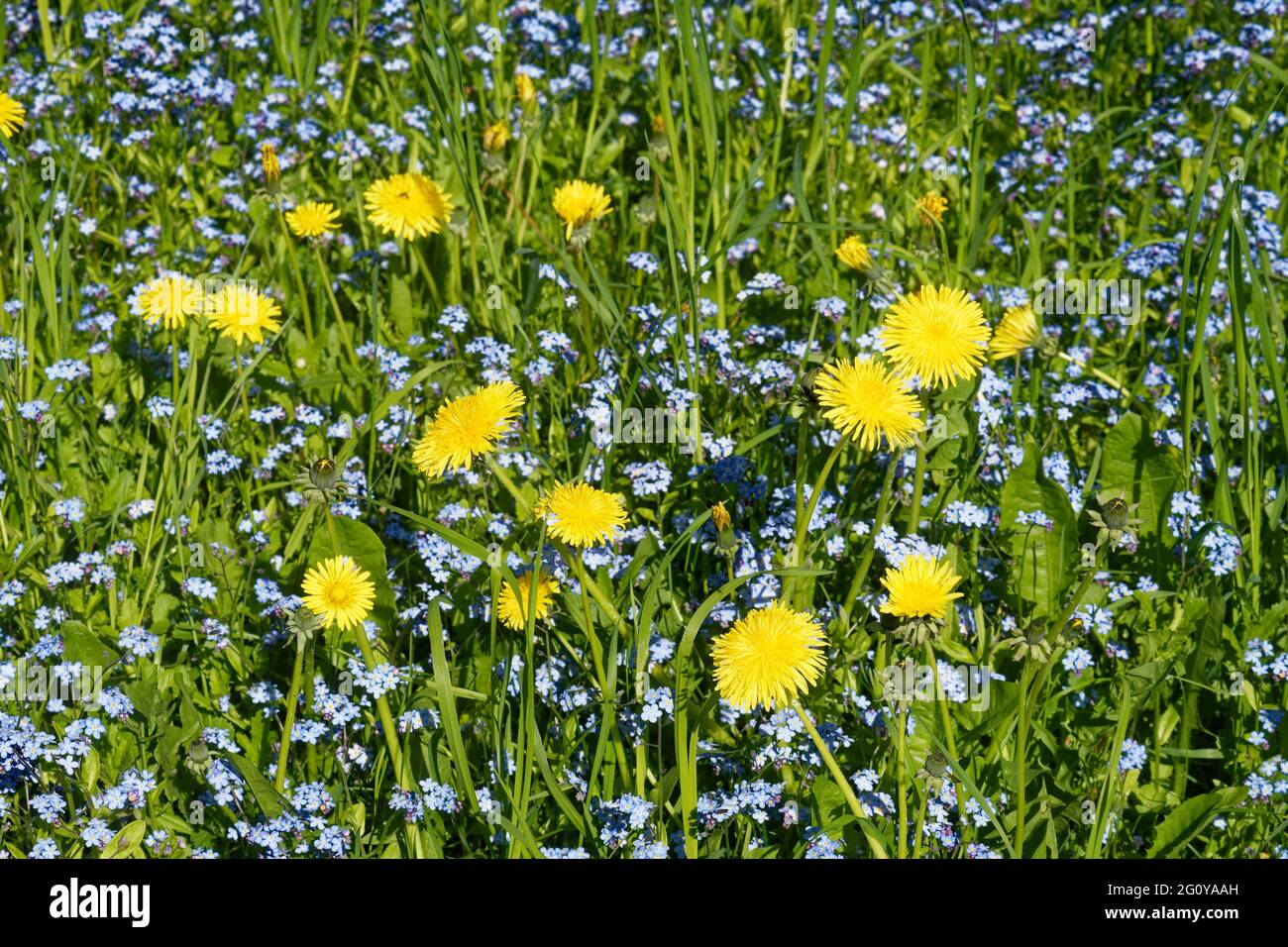Un pré rempli de pissenlits et de fleurs de myosotis au début du mois de mai Banque D'Images