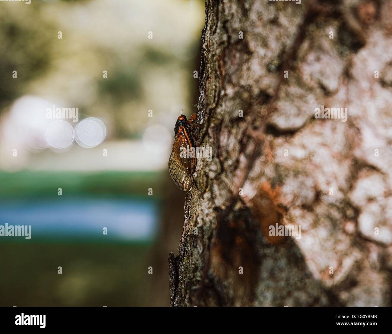 Kettering, Ohio, États-Unis. 25 mai 2021. Brood X cicada vu sur un arbre dans Kettering.réputé ''périodique'' cicadas, ces insectes ont émergé après avoir été souterrains pendant 17 ans. Actuellement, ils peuvent être trouvés sur des surfaces à travers le comté de Montgomery, Ohio. Crédit : Whitney Saleski/SOPA Images/ZUMA Wire/Alay Live News Banque D'Images