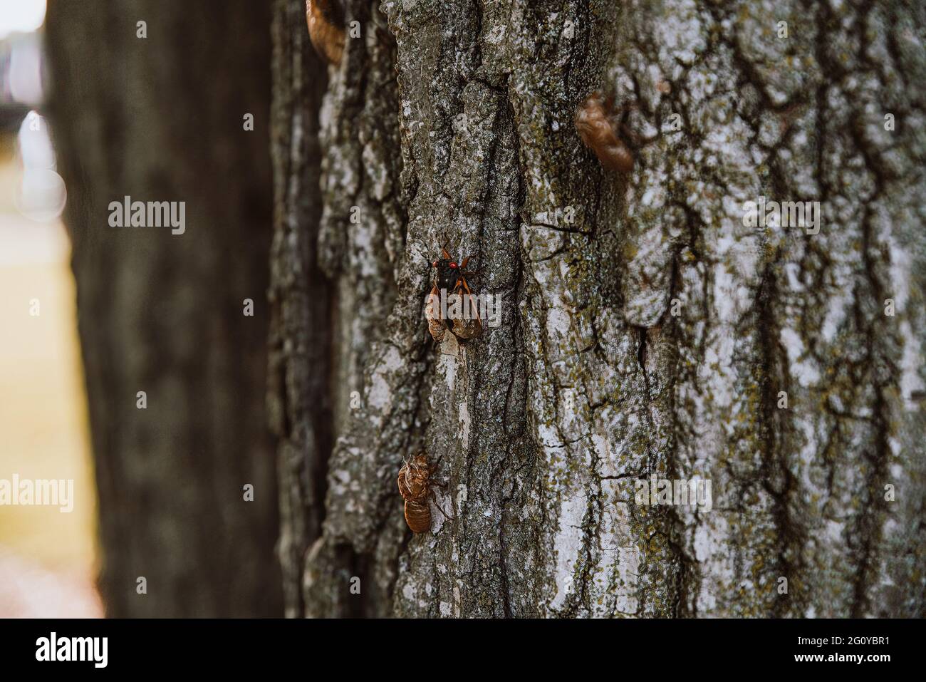 Kettering, Ohio, États-Unis. 25 mai 2021. Brood X cicada vu sur un arbre dans Kettering.réputé ''périodique'' cicadas, ces insectes ont émergé après avoir été souterrains pendant 17 ans. Actuellement, ils peuvent être trouvés sur des surfaces à travers le comté de Montgomery, Ohio. Crédit : Whitney Saleski/SOPA Images/ZUMA Wire/Alay Live News Banque D'Images