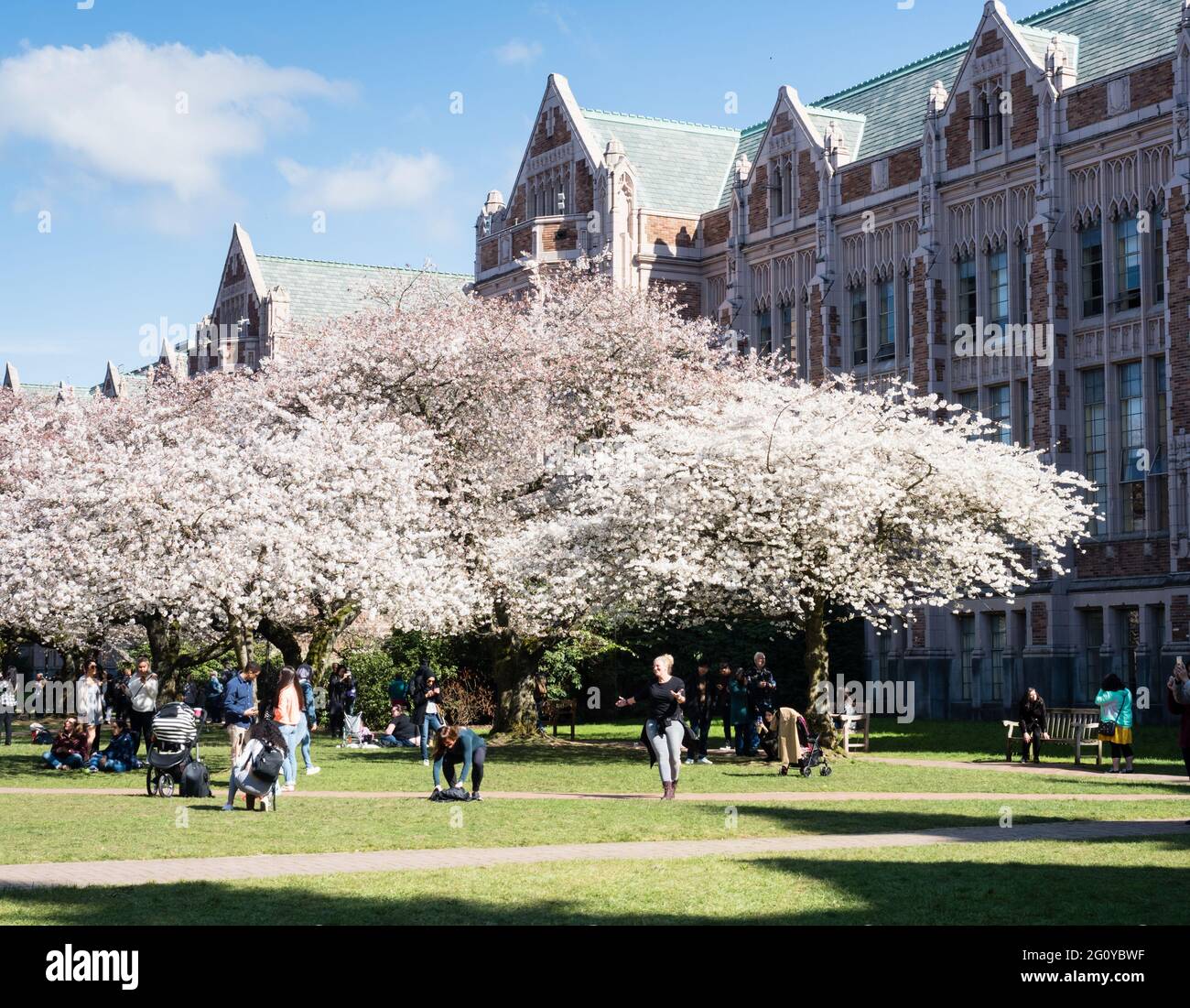 Seattle, États-Unis - 20 mars 2018 : cerisiers en fleur sur le campus de l'Université de Washington Banque D'Images