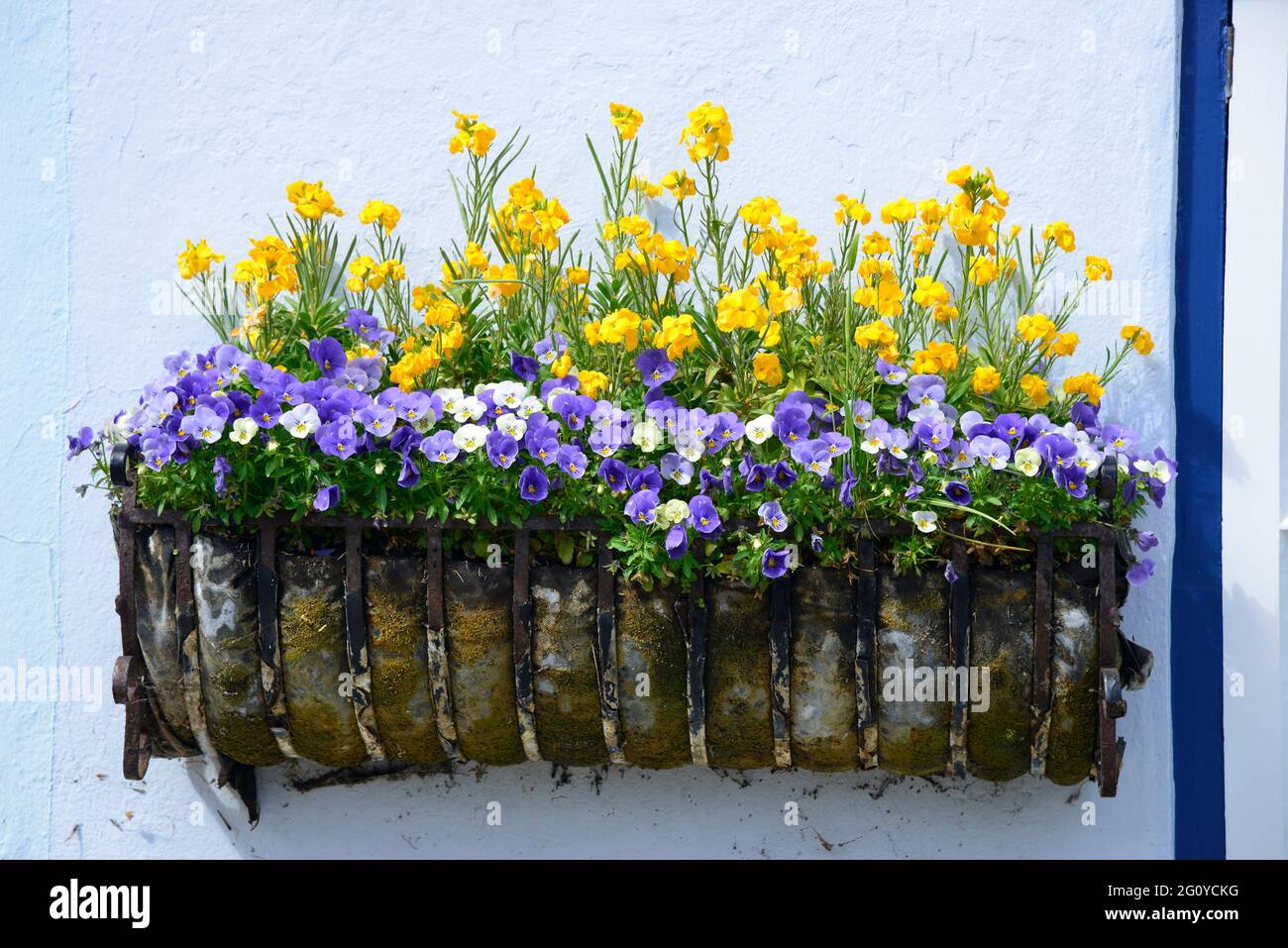 Bac mural coloré planté sur le vieux mur blanchi à la chaux de la maison de campagne dans le village de Langstone, Langstone Harbour, Havant, Hampshire, Angleterre Banque D'Images