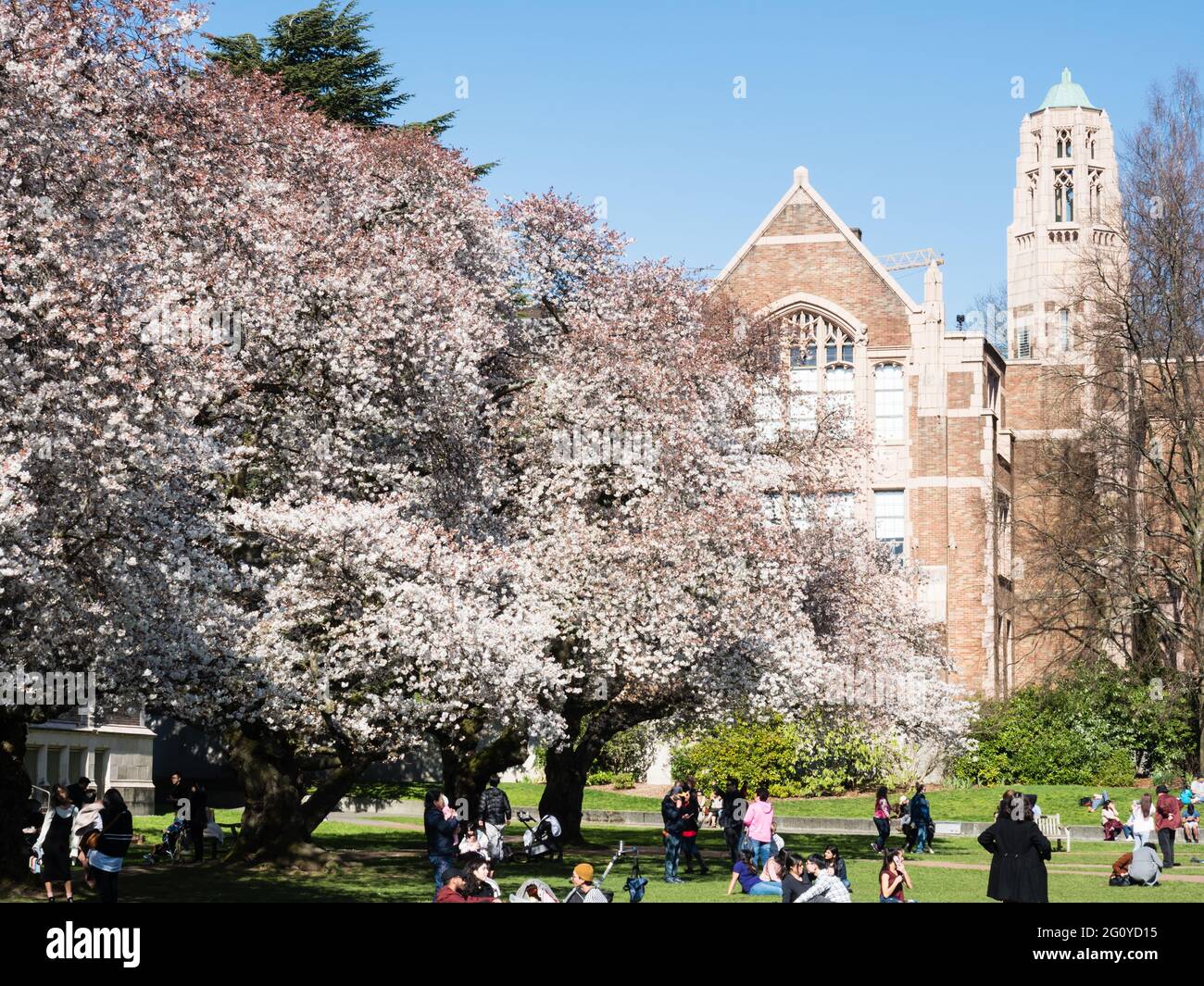 Seattle, États-Unis - 20 mars 2018 : les gens qui apprécient les cerisiers en fleurs sur le campus de l'Université de Washington Banque D'Images