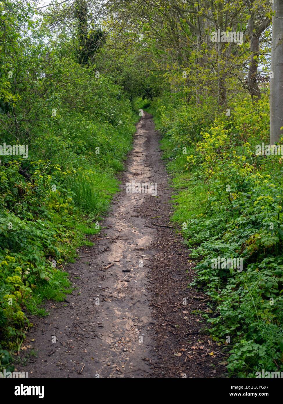 Sentier traversant la côte rurale du Suffolk à Dunwich Banque D'Images