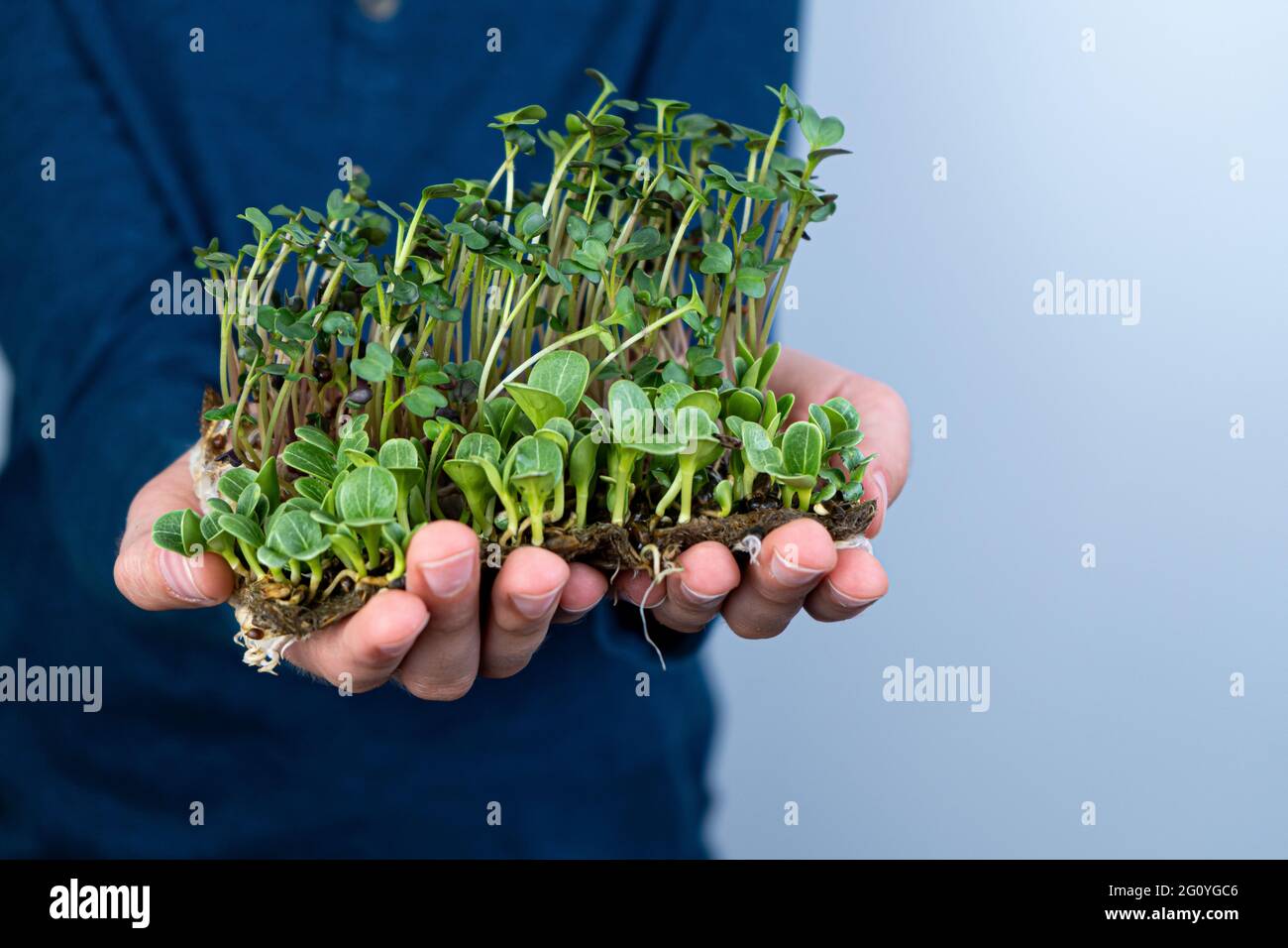 Tenez le micro-vert entre vos mains. Chardon et radis. Pousses germées. Jardinage urbain. Nourriture végétalienne biologique. Vitamines utiles. Grandir à la maison. Feuilles Banque D'Images