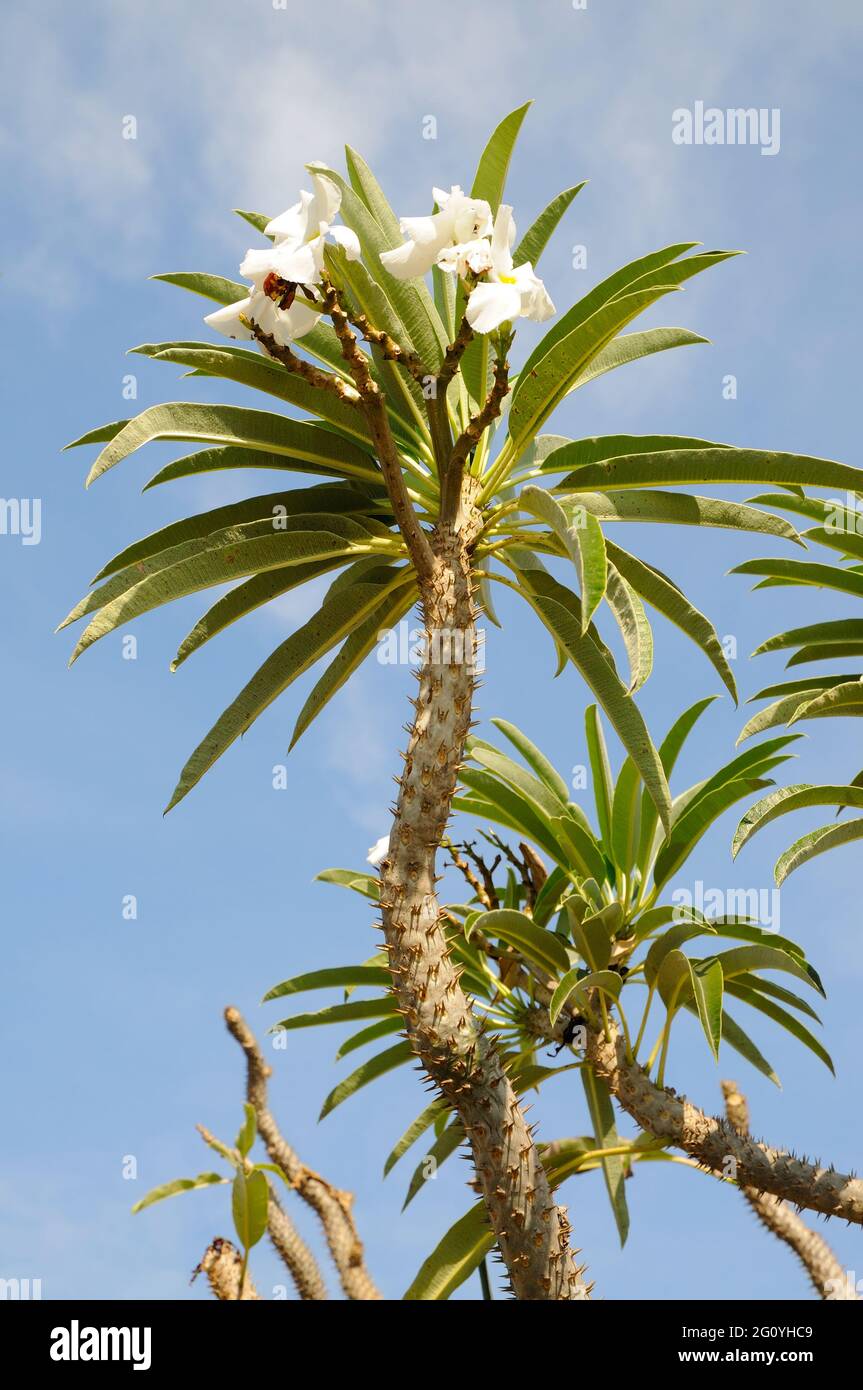 Palmier de Madagascar (pachypodium lamerei) Banque D'Images