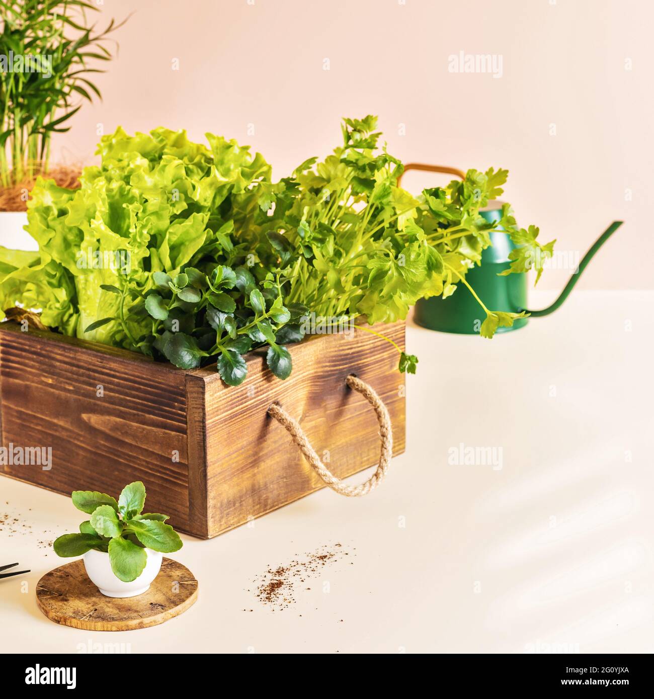 La culture à la maison de verdure saine pour la nourriture. Composition de jardinage à la maison avec des herbes utiles et de la laitue dans une boîte en bois, des plantules et arrosoir Banque D'Images