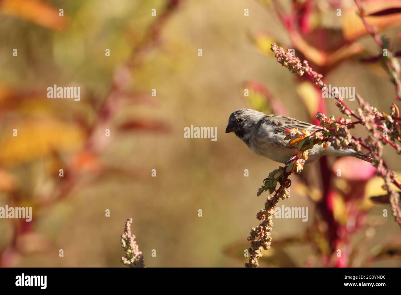 Évêque rouge perché sur une branche de mauvaises herbes. Banque D'Images