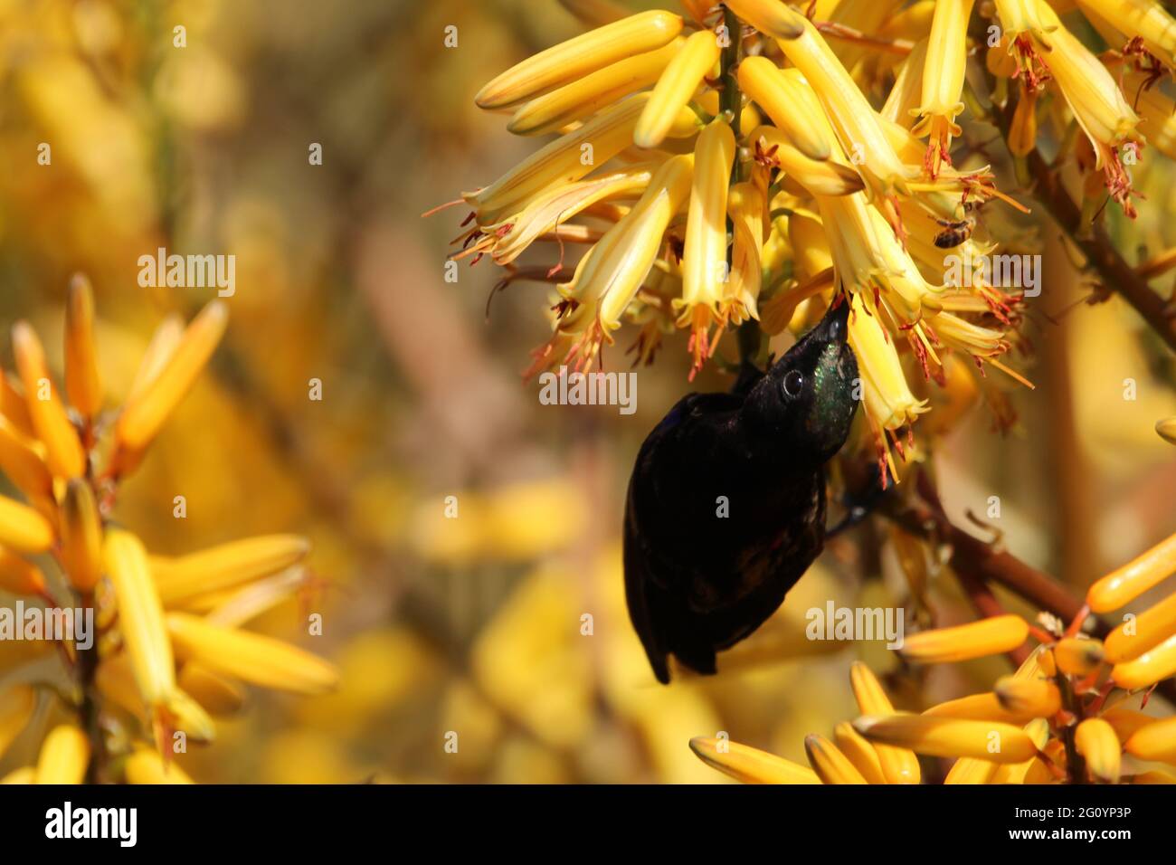 Amethyst sunbird perché sur une branche de fleur d'aloès. Banque D'Images