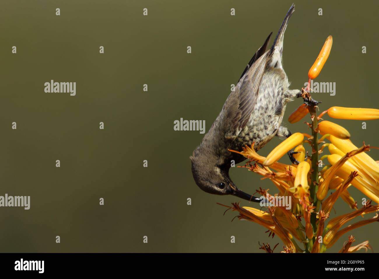 Amethyst sunbird perché sur une fleur d'aloès. Banque D'Images