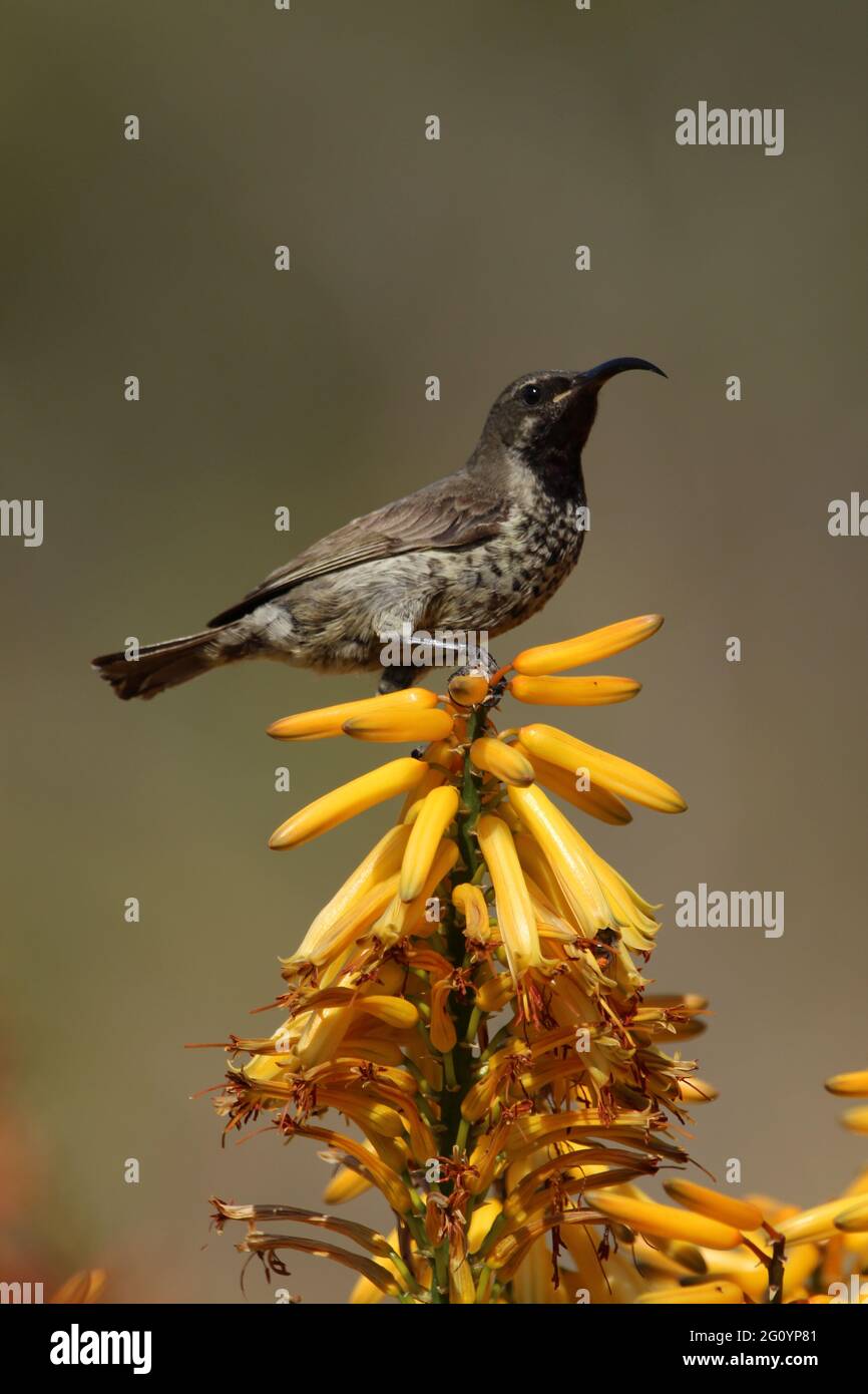 Amethyst sunbird perché sur une fleur d'aloès. Banque D'Images