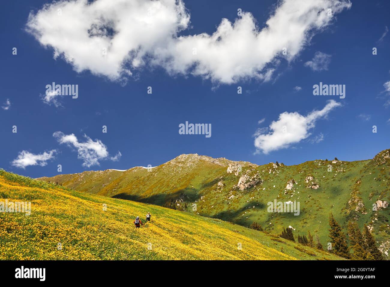 Deux randonneurs marchent dans un pré avec des fleurs jaunes dans les montagnes printanières avec de la neige au Kazakhstan. Concept de randonnée et de plein air Banque D'Images