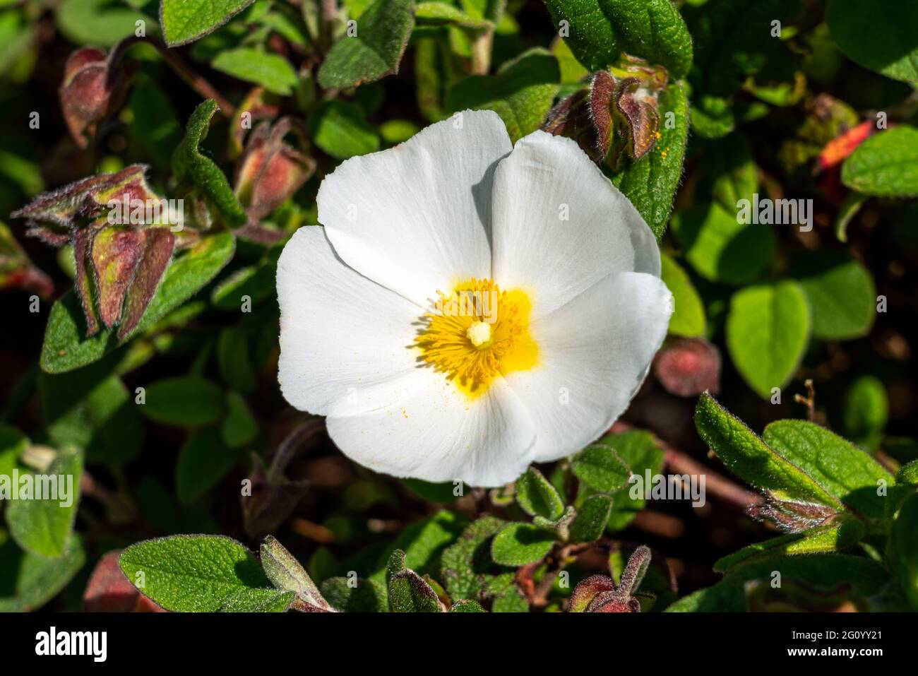 Cistus salviifolius plante arbustive compacte à fleurs d'été avec une fleur blanche d'été communément connue sous le nom de rose rocheuse à feuilles de sauge, image de stock photo Banque D'Images