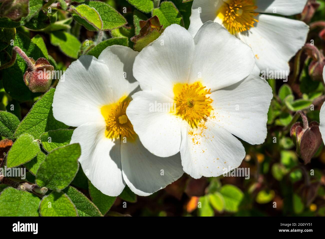 Cistus salviifolius plante arbustive compacte à fleurs d'été avec une fleur blanche d'été communément connue sous le nom de rose rocheuse à feuilles de sauge, image de stock photo Banque D'Images