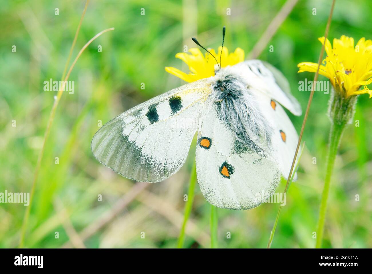 apollon obscurci (Parnassius mnémosyne). Le papillon (dieu de la lumière) gèle en cas de temps nuageux et de temps froid, à proximité du Mt. Elbrus). 2 Banque D'Images
