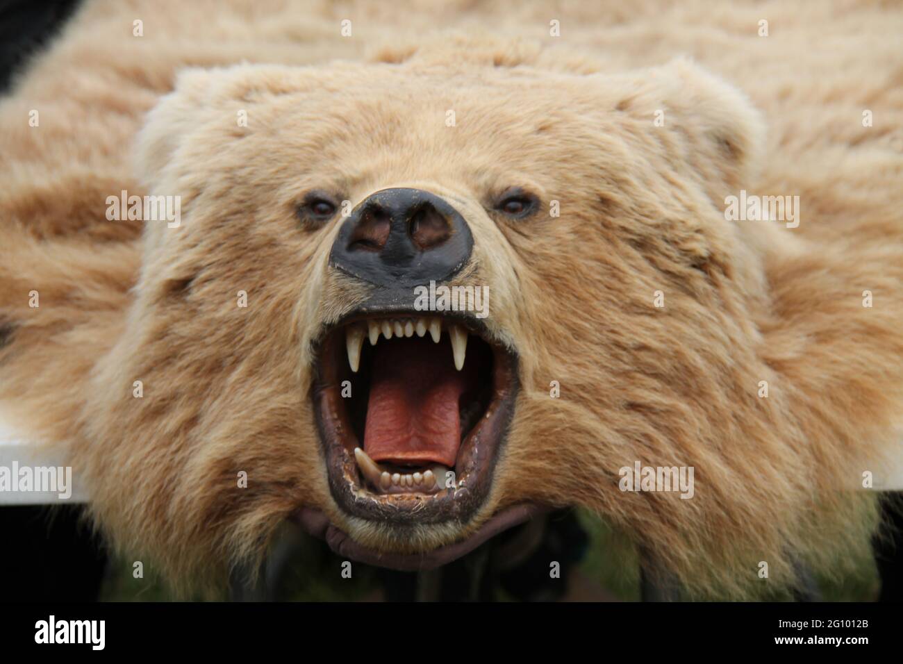 La tête d'un tapis de peau d'ours traditionnel Photo Stock - Alamy
