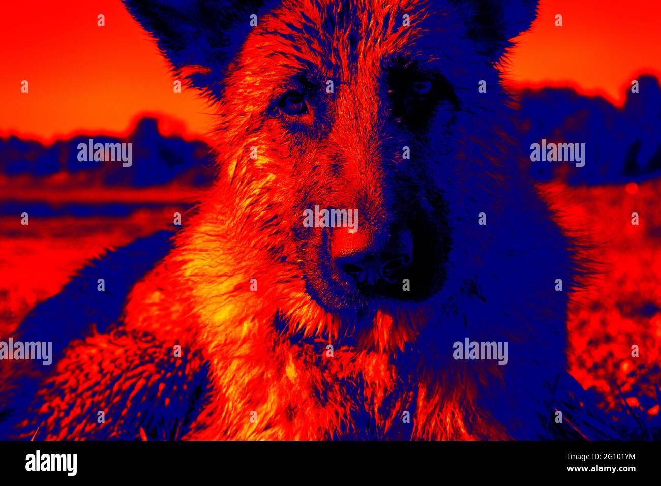 Chien berger de race saine dans une caméra thermique scientifique de haute technologie sur fond de nuit Banque D'Images