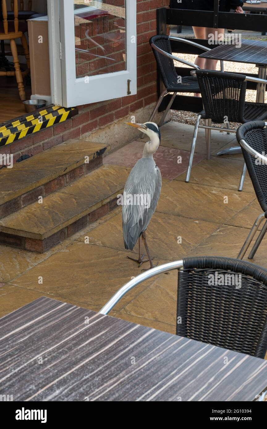Un héron sauvage entièrement cultivé dans un restaurant de poissons et de jetons qui sert un morceau de poisson à Wroxham Norfolk Banque D'Images