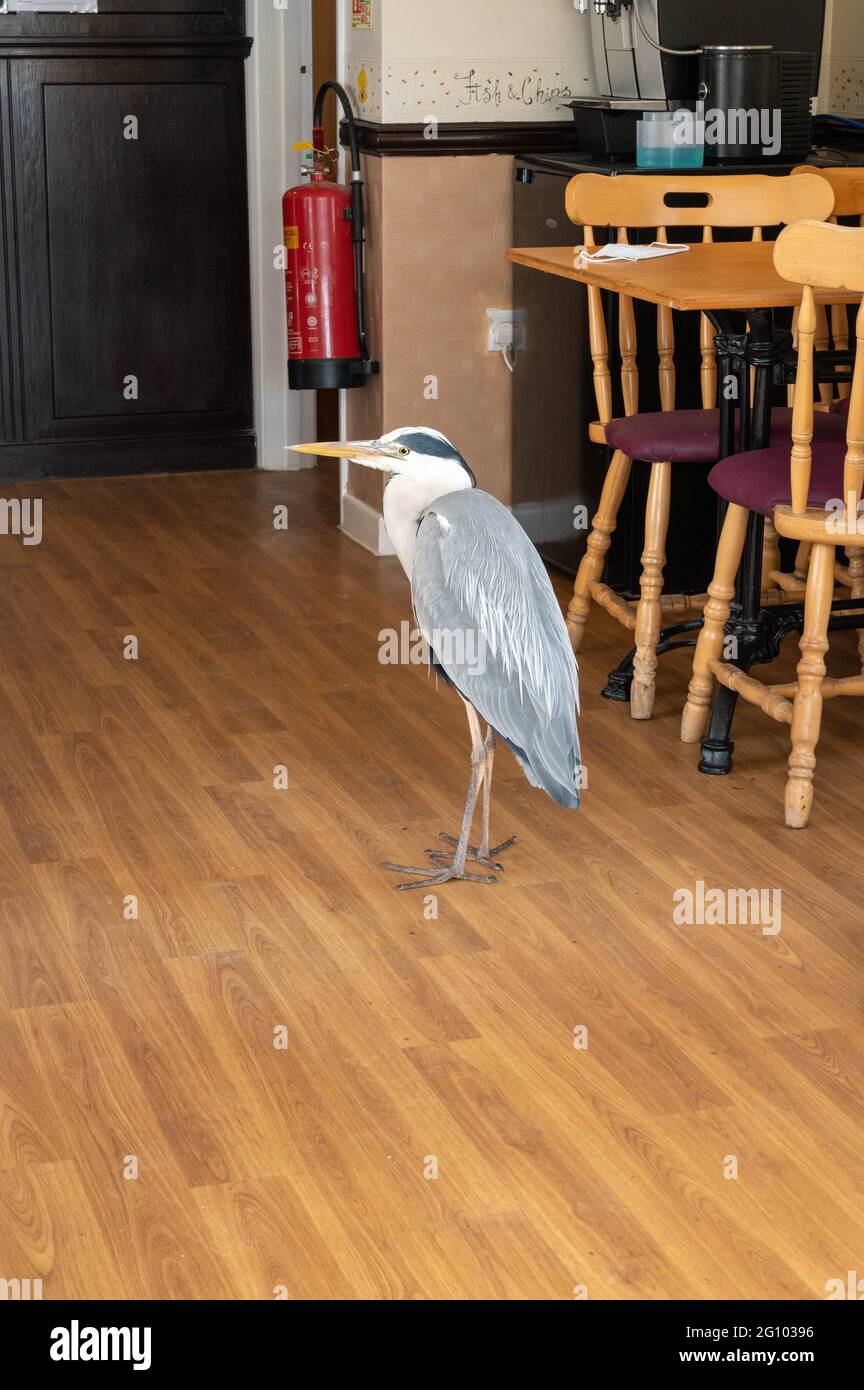 Un héron sauvage entièrement cultivé dans un restaurant de poissons et de jetons qui sert un morceau de poisson à Wroxham Norfolk Banque D'Images