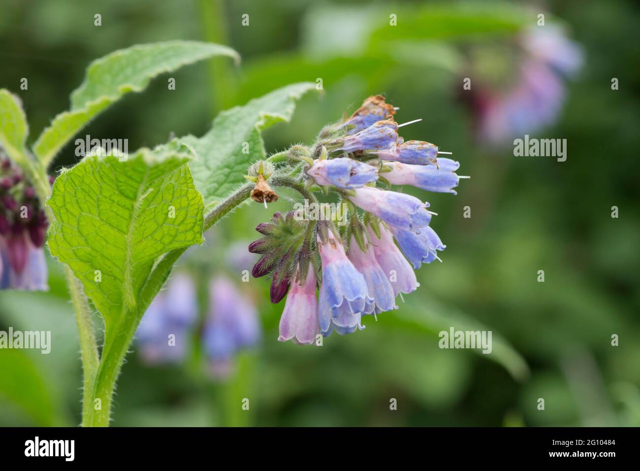 Symphytum officinale, Comfrey, gros plan des fleurs et des feuilles, May, Royaume-Uni Banque D'Images