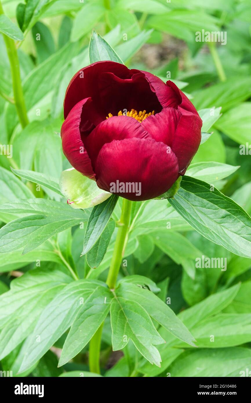 Rouge Paeonia lactiflora bourgeon ouverture fleur Peony Illini Warrior Banque D'Images