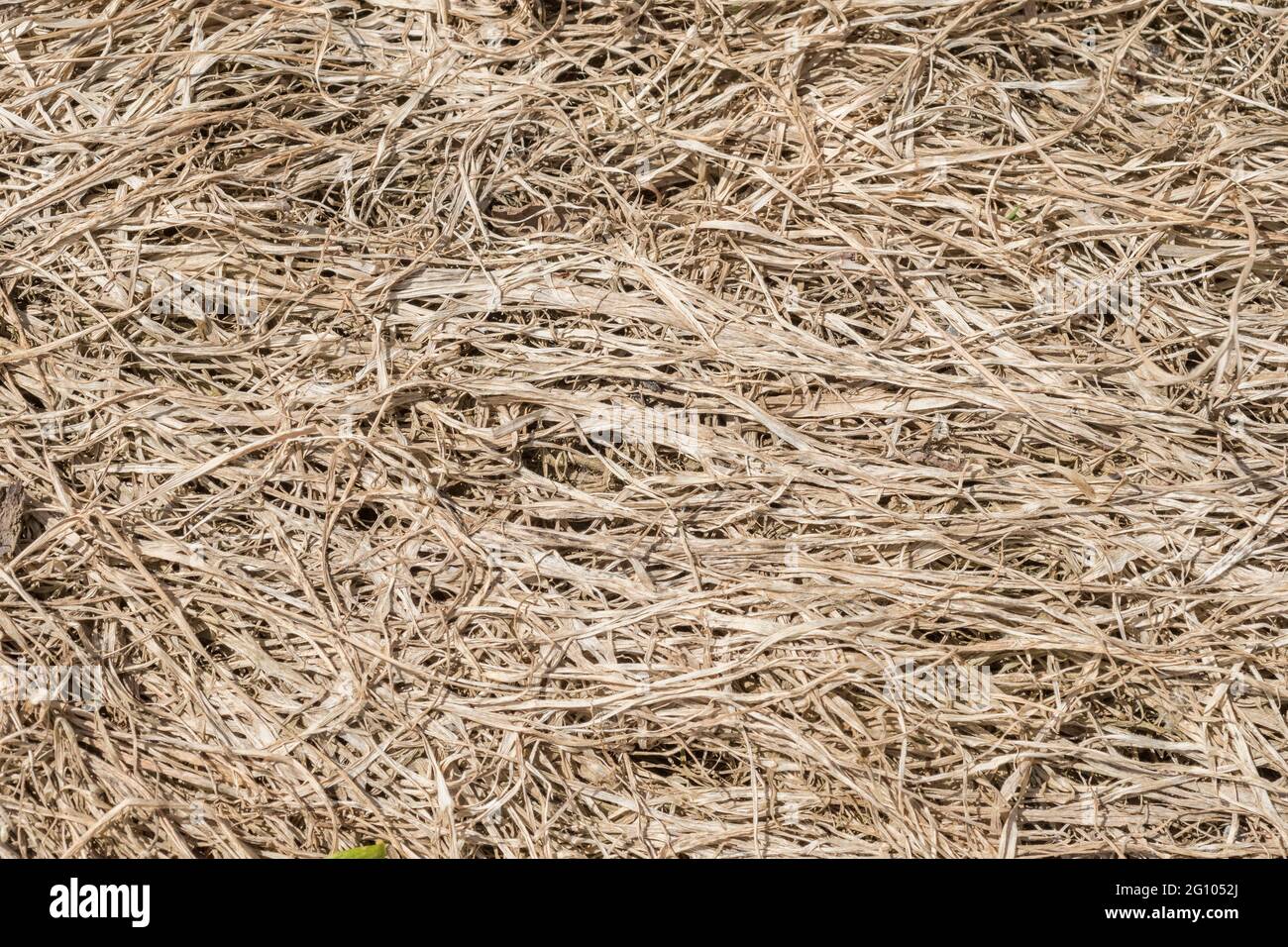 Gros plan d'herbe déchiquetée, les effets causés par l'application d'herbicides agricoles. Bon exemple d'action du glyphosate, mais peut ne pas être cela Banque D'Images