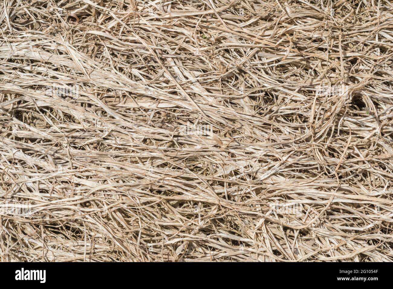 Gros plan d'herbe déchiquetée, les effets causés par l'application d'herbicides agricoles. Bon exemple d'action du glyphosate, mais peut ne pas être cela Banque D'Images