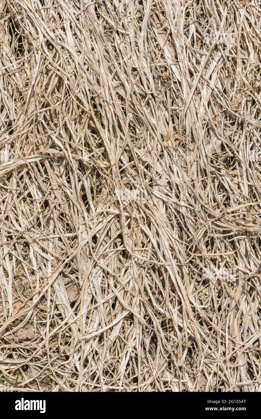 Gros plan d'herbe déchiquetée, les effets causés par l'application d'herbicides agricoles. Bon exemple d'action du glyphosate, mais peut ne pas être cela Banque D'Images