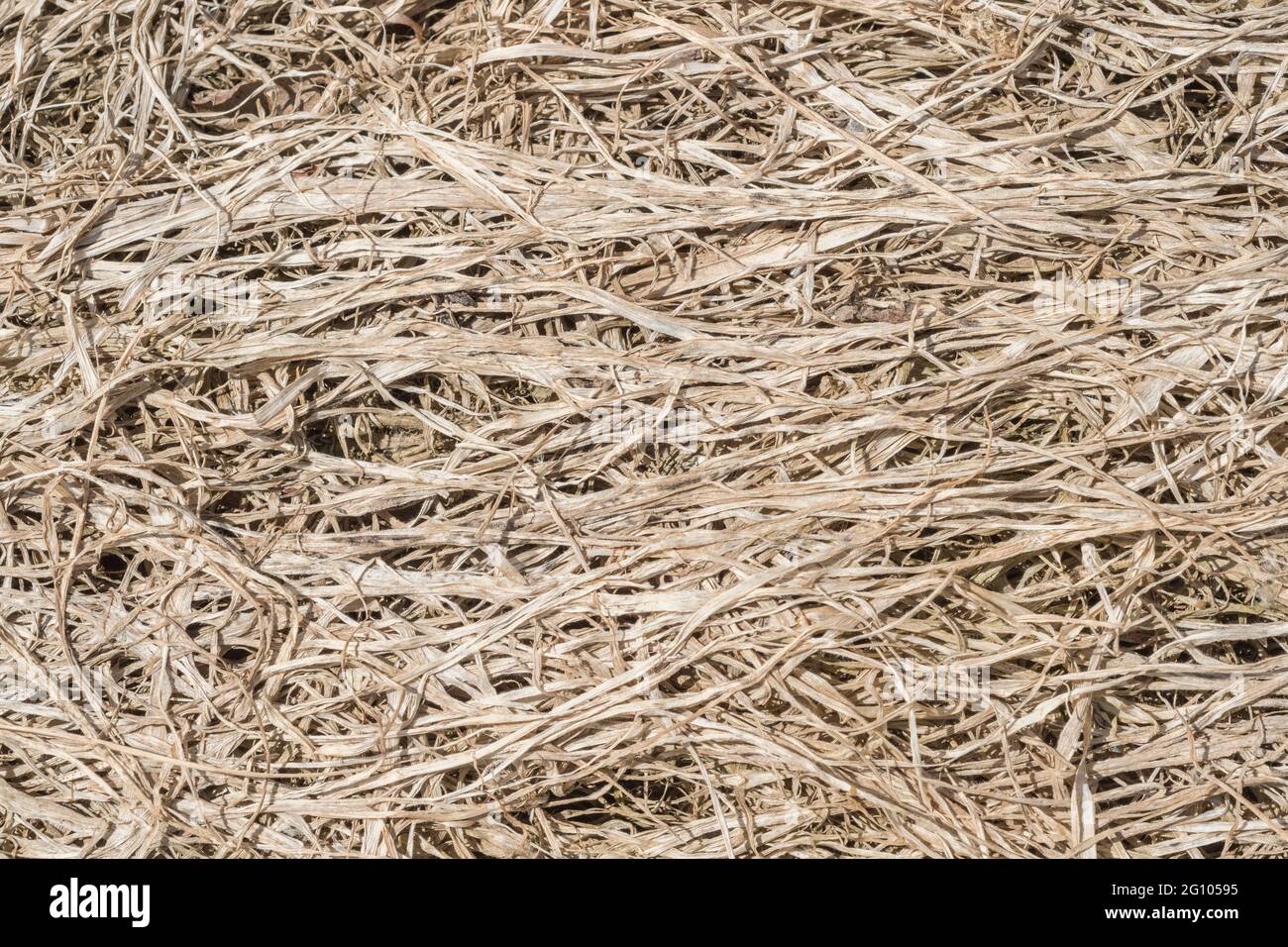 Gros plan d'herbe déchiquetée, les effets causés par l'application d'herbicides agricoles. Bon exemple d'action du glyphosate, mais peut ne pas être cela Banque D'Images