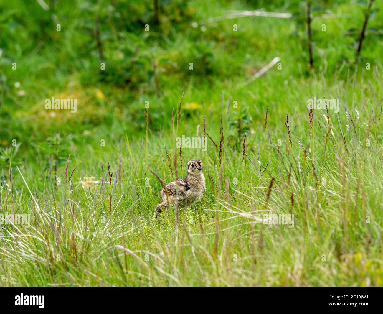 Poussins de tétras (Lagopus lagopus) se cachant dans une bruyère profonde sur une lande de tétras. Banque D'Images