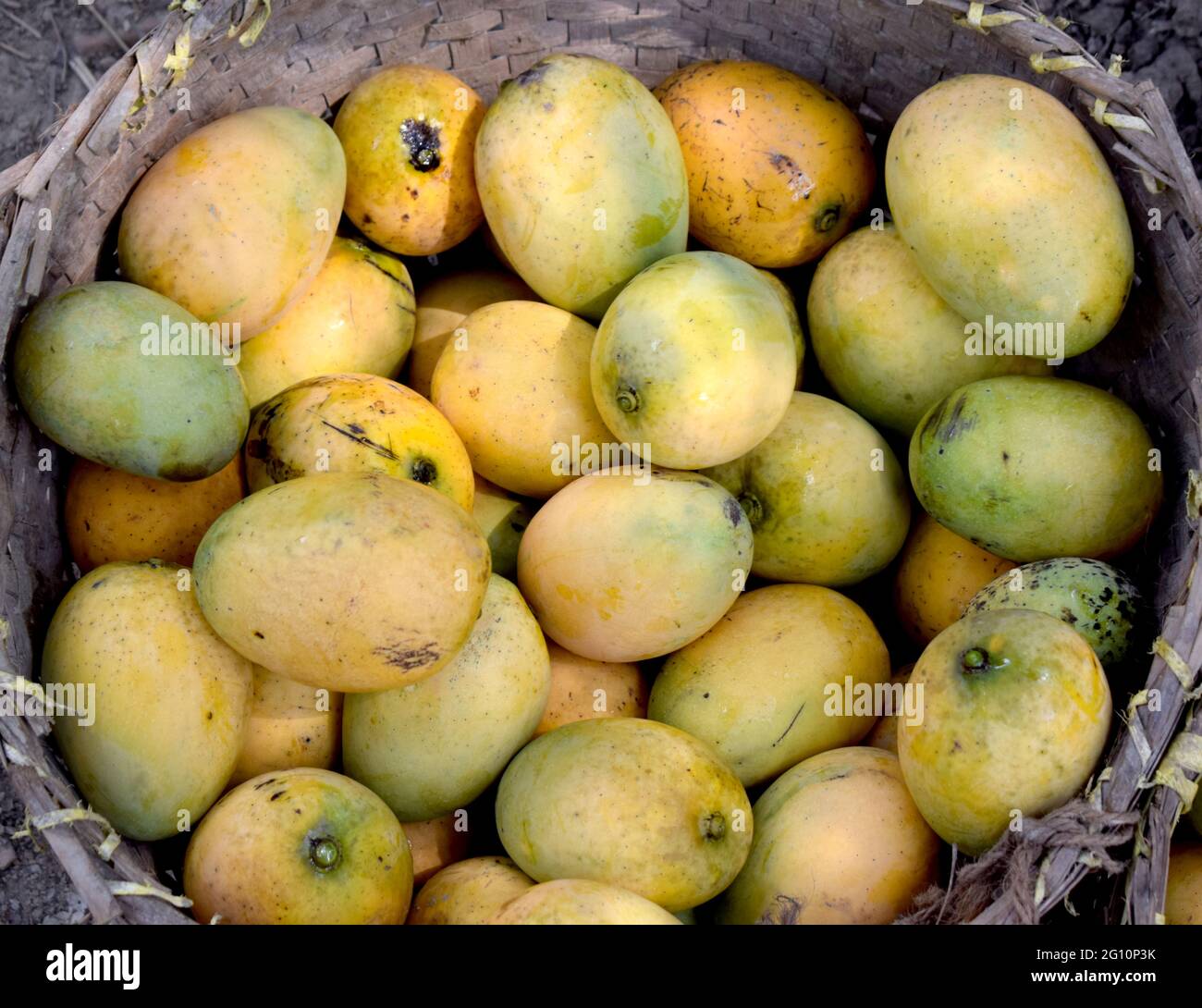 Délicieux plat de mangue fraîche biologique sur le panier Banque D'Images