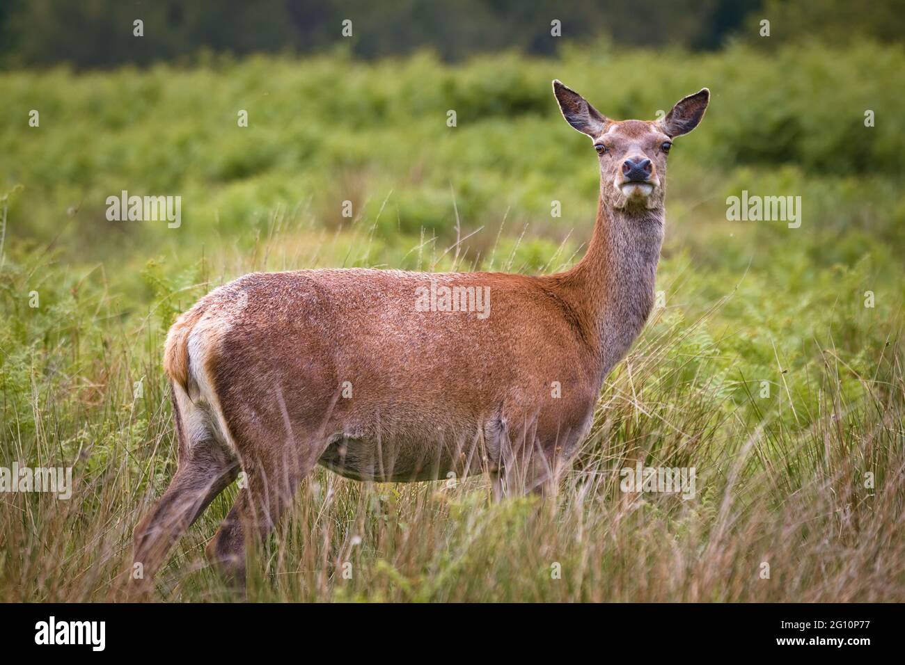 La femelle est la doe de chevreuil (Capranolus capranolus) dans un pré herbacé qui regarde dans la caméra de Richmond Park, en Angleterre Banque D'Images