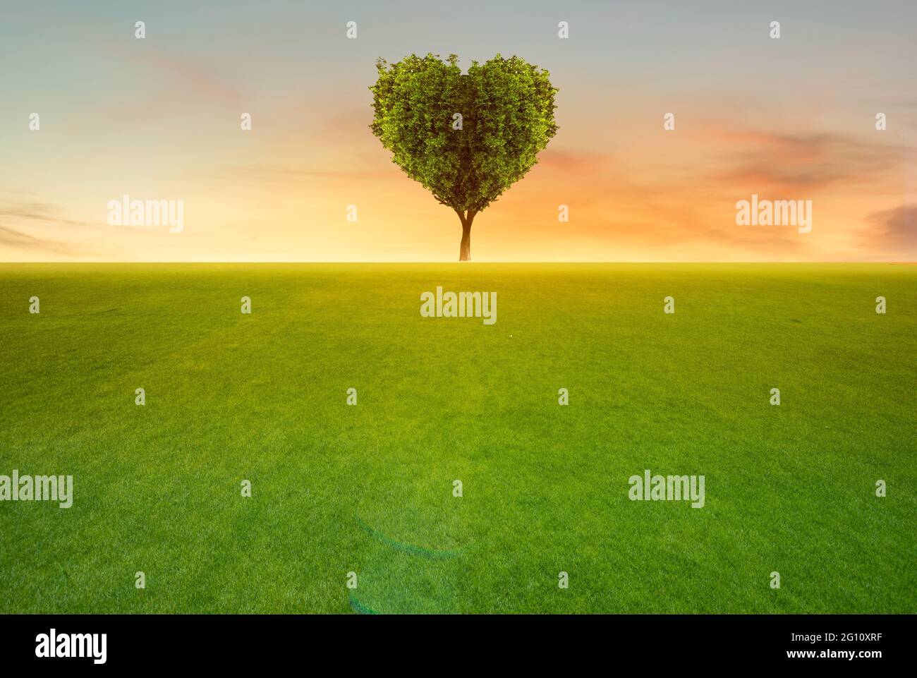Champ vert avec arbre en forme de coeur sur fond de coucher de soleil. Banque D'Images