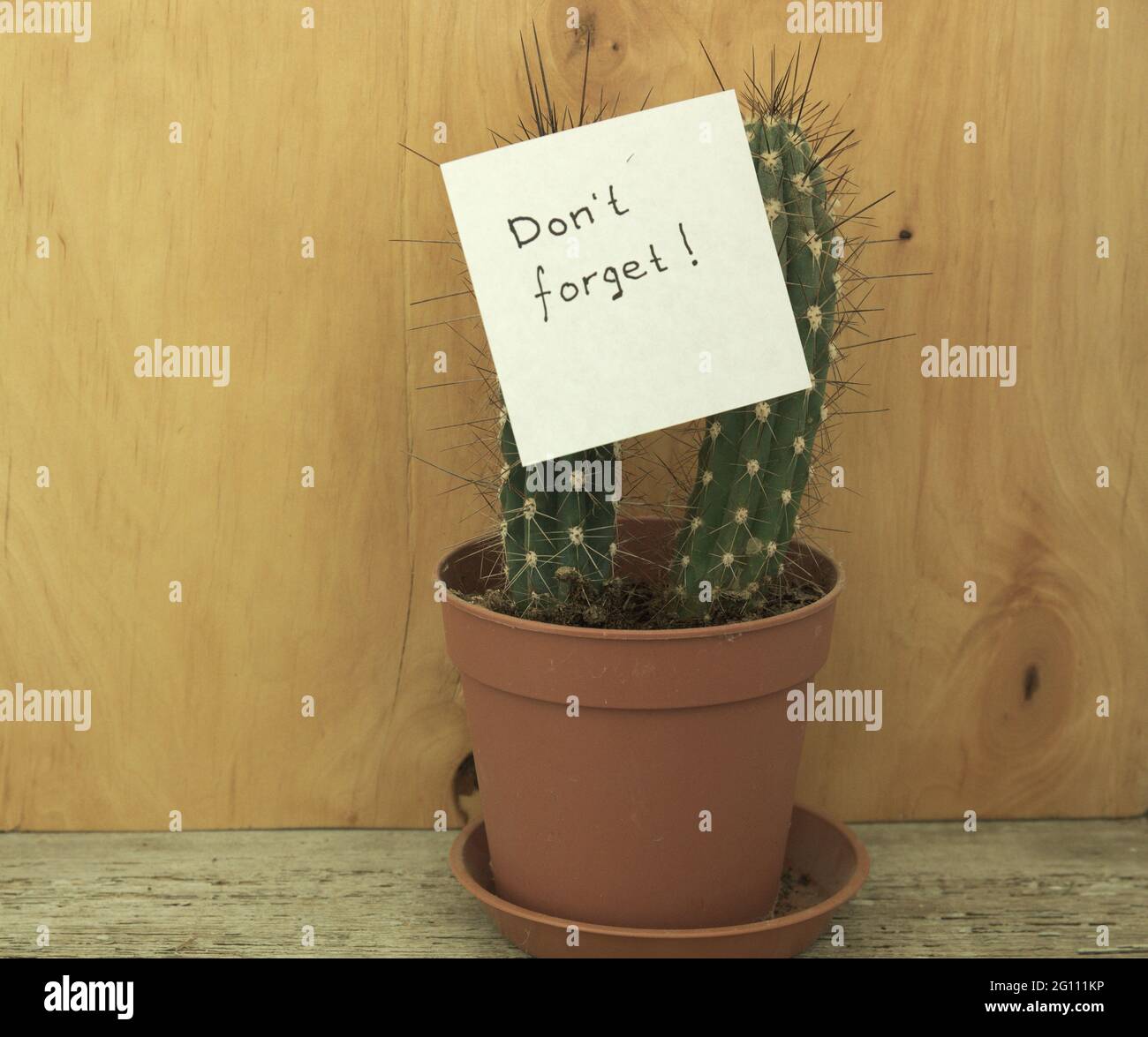 Feuille de papier pour notes avec inscription 'Don't Forget!' feuille épinglée sur un pic de cactus Banque D'Images