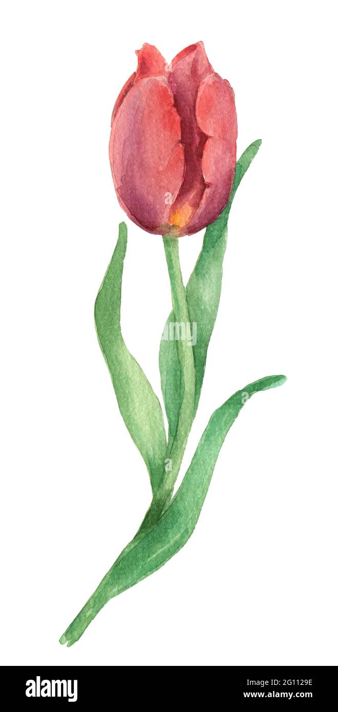 Tulipe aquarelle rouge Photo Stock - Alamy