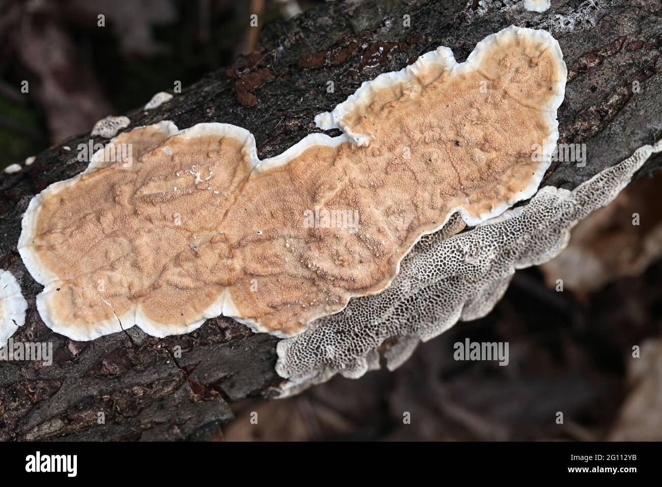 Byssomerulius corium, champignon de la croûte en réseau, polypore sauvage de Finlande Banque D'Images