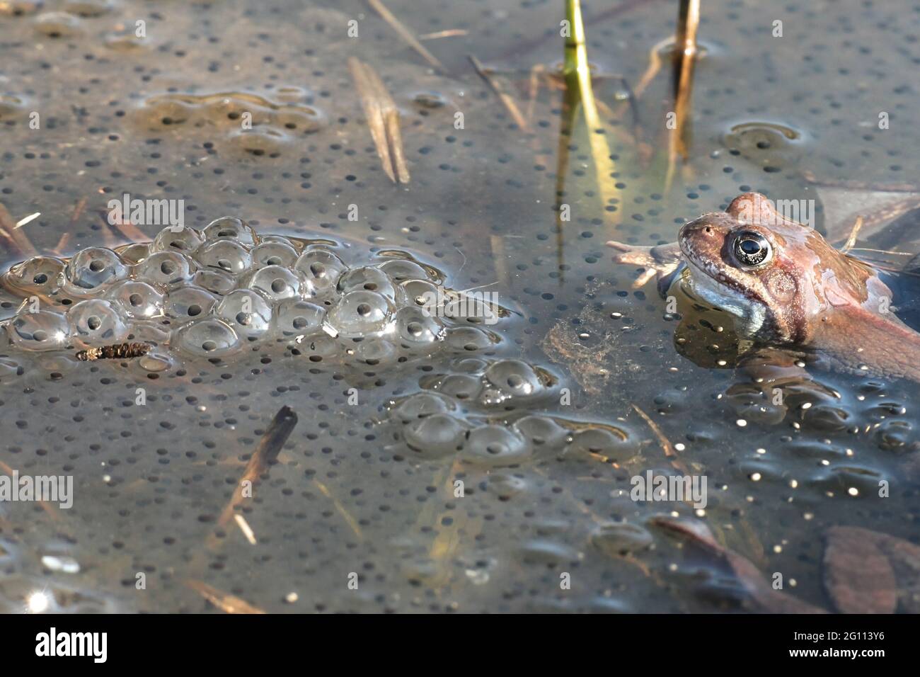 Grenouille rousse, Rana temporaria, également connu sous le nom de l'intérêt commun, grenouille grenouille commune européenne et de l'herbe, la grenouille sur un étang rempli de frayer Banque D'Images