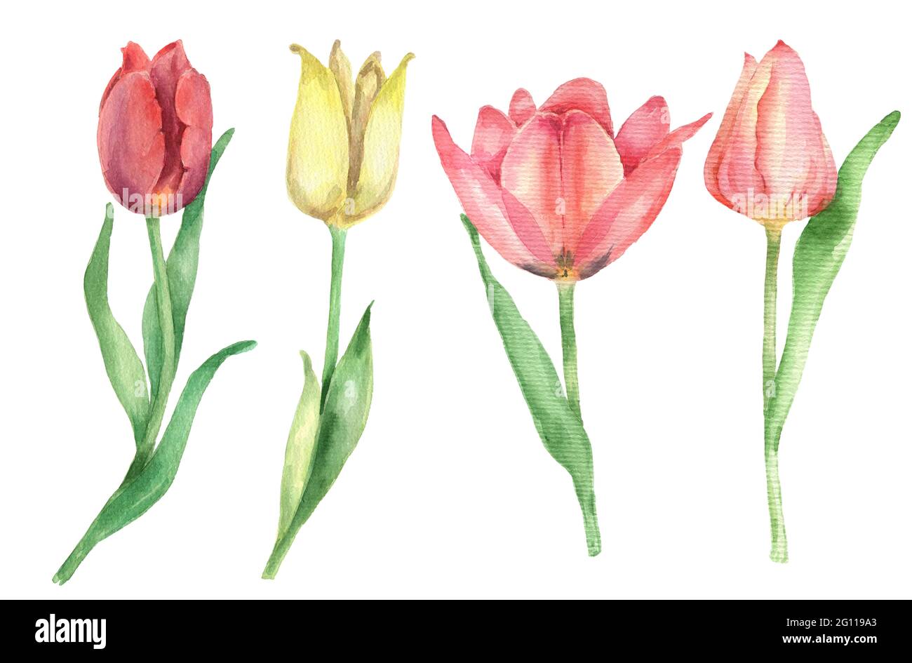 Ensemble tulipe aquarelle Banque D'Images
