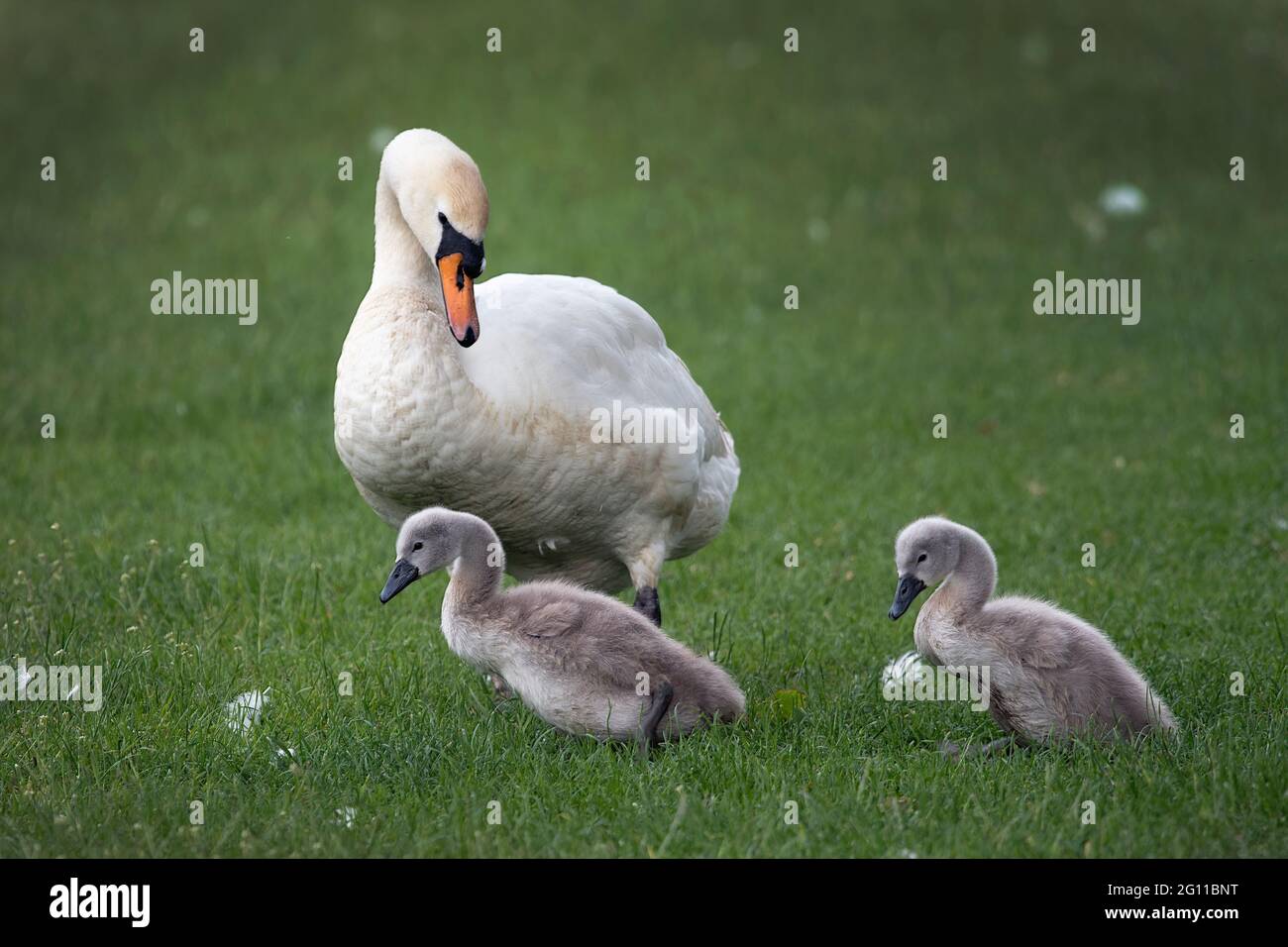 Cygne muet adulte montrant aux petits où aller et quoi faire Banque D'Images