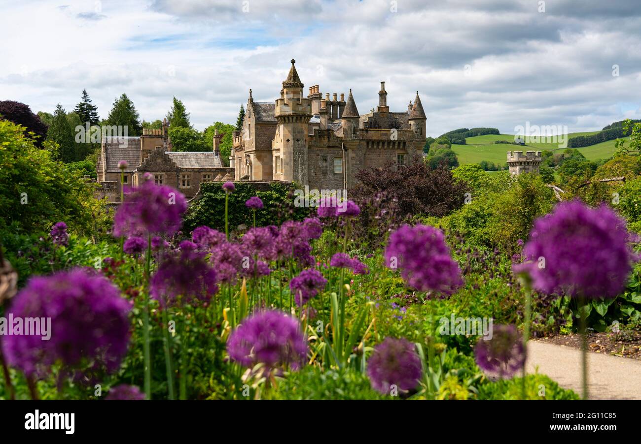 Melrose, Écosse, Royaume-Uni. 4 juin 2021. Couleurs violettes des fleurs d'Allum en pleine floraison dans le jardin clos d'Abbotsford House à Melrose, aux frontières écossaises. Abbotsford House est l'ancienne maison de l'écrivain et poète écossais Sir Walter Scott. Iain Masterton/Alay Live News Banque D'Images