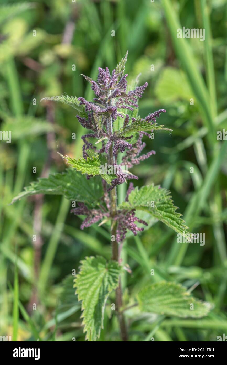Gros plan de fleurs ou de graines de Nettle / Urtica dioica. Feuilles d'ortie mangées cuites et plante médicinale utilisée dans les crèmes aux plantes. Banque D'Images
