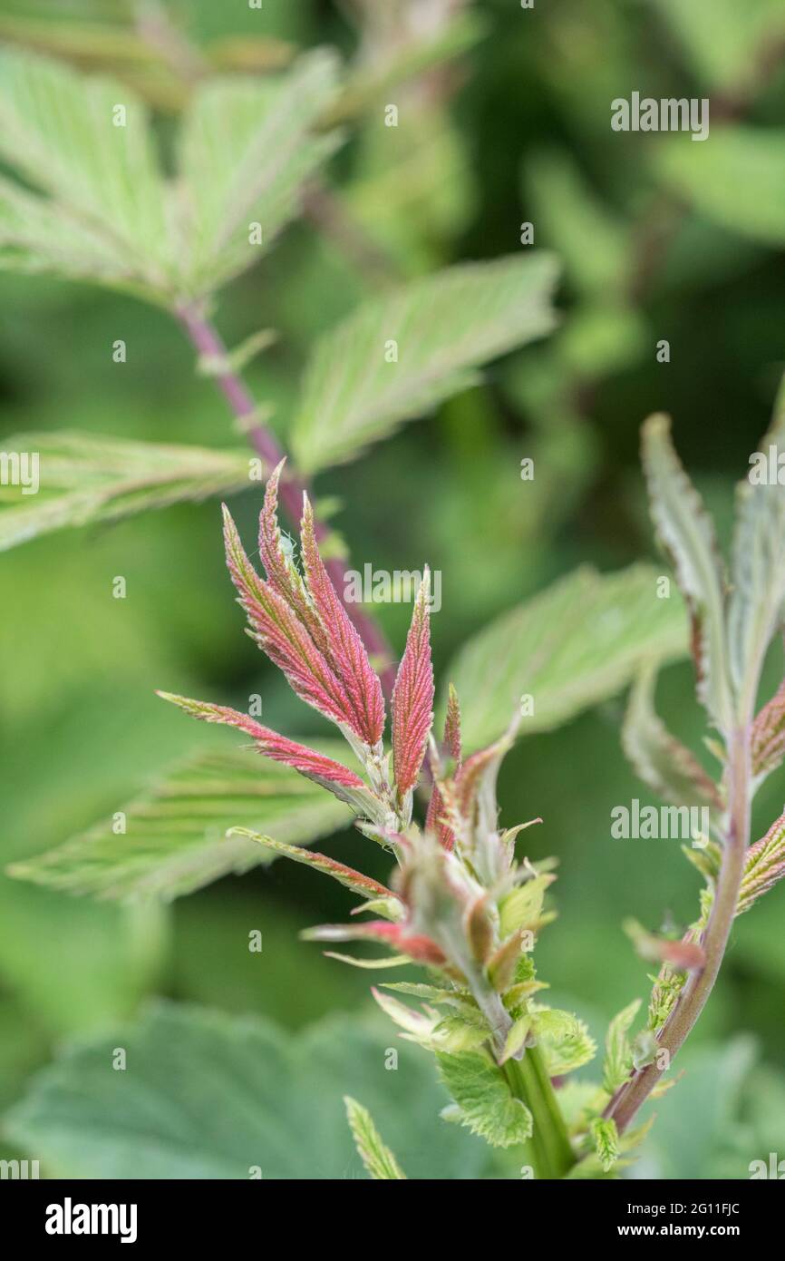 Très jeunes, ailées de pourpre rouge, feuilles de Meadowsweet / Filipendula ulmaria dans le fossé de bord de route. Une fois utilisé comme plante médicinale pour le contenu semblable à l'aspirine. Banque D'Images